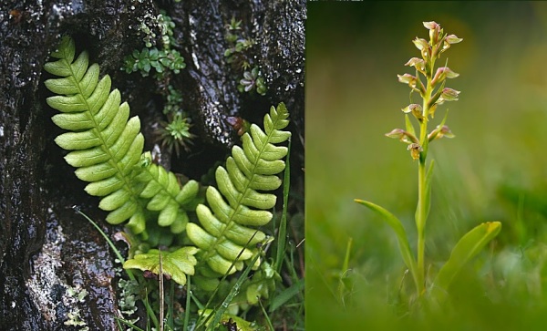 A Asplenium marinum, conhecida como feto-marinho (à esquerda) e a Coeloglossum viride conhecida como Frog Orchid (sapo orquídea) fazem parte da estranha flora da Calçada dos Gigantes.